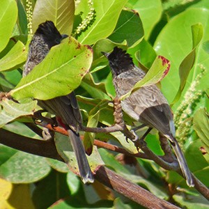 Red-vented Bulbul - Pycnonotus cafer © John Muddeman